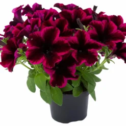 Roots Plants Petunias Petunia Go!tunia 'Cosmic Purple' Jumbo Plug Plants 10 Roots Plants Petunias Petunia Go!tunia 'Cosmic Purple' Jumbo Plug Plants