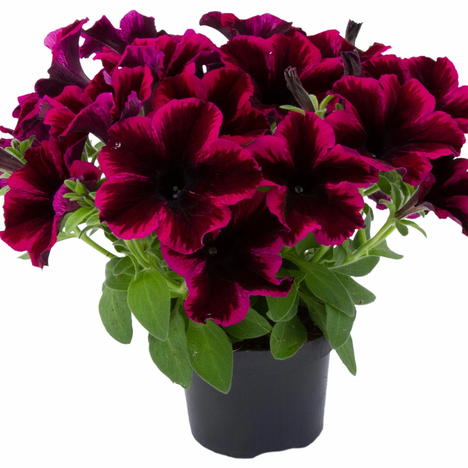 Roots Plants Petunias Petunia Go!tunia 'Cosmic Purple' Jumbo Plug Plants 6 Roots Plants Petunias Petunia Go!tunia 'Cosmic Purple' Jumbo Plug Plants