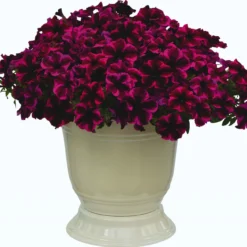 Roots Plants Petunias Petunia Go!tunia 'Cosmic Purple' Jumbo Plug Plants 9 Roots Plants Petunias Petunia Go!tunia 'Cosmic Purple' Jumbo Plug Plants