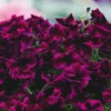 Roots Plants Petunias Petunia Go!tunia 'Cosmic Purple' Jumbo Plug Plants