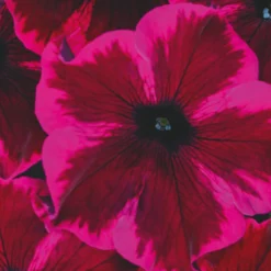 Roots Plants Petunias Petunia Go!tunia 'Cosmic Purple' Jumbo Plug Plants