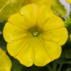 Roots Plants Petunia 'Hello Yellow' Jumbo Plug Plants 14 Roots Plants Petunia 'Hello Yellow' Jumbo Plug Plants
