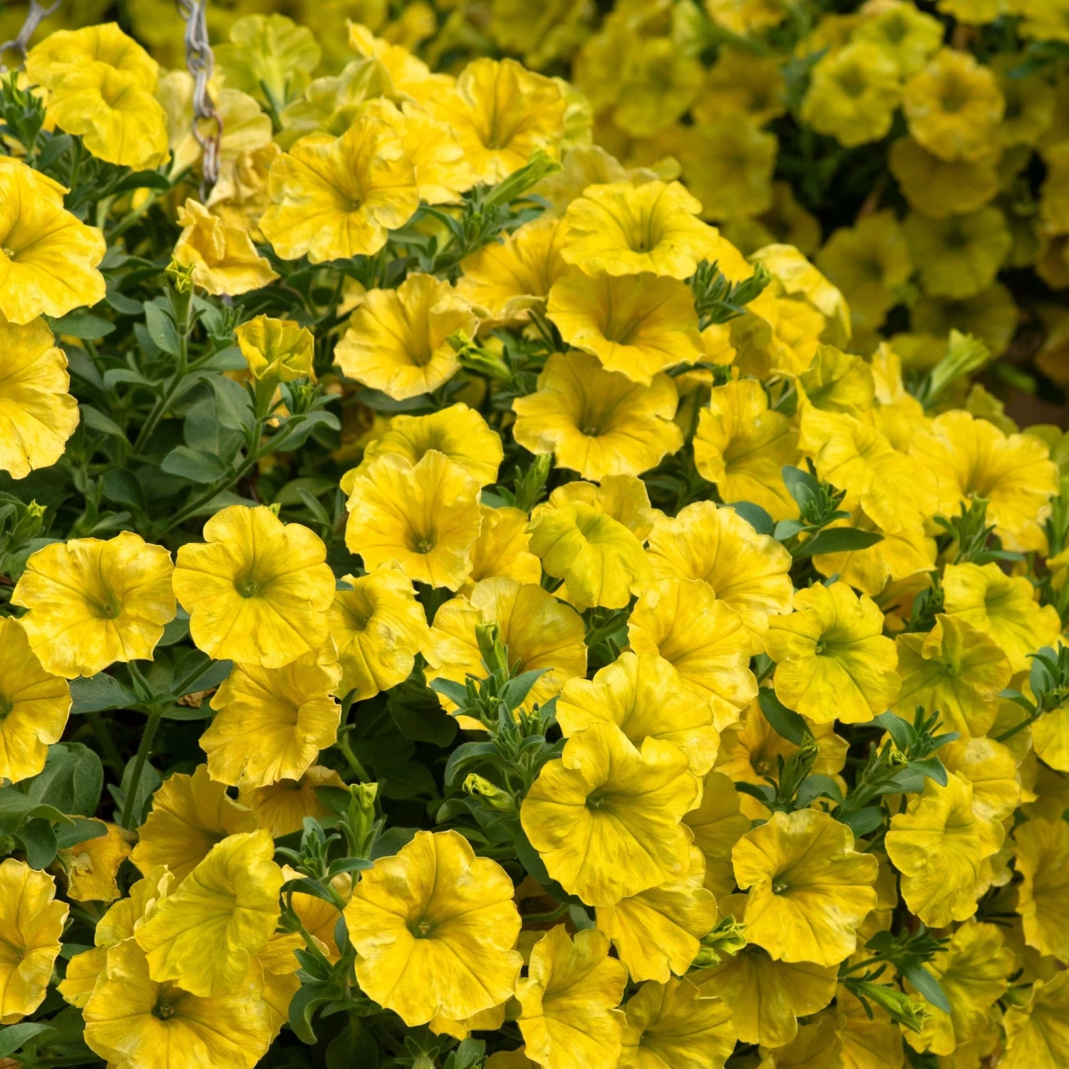 Roots Plants Petunia 'Hello Yellow' Jumbo Plug Plants 4 Roots Plants Petunia 'Hello Yellow' Jumbo Plug Plants