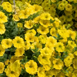 Roots Plants Verbenas 12 Annuals For Hanging Baskets | The Ruby And Sapphire Collection | Geranium, Petunia & Verbena