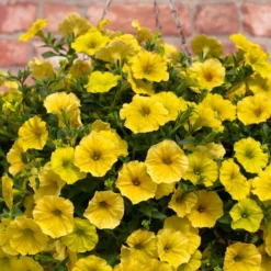 Roots Plants Petunia 'Hello Yellow' Jumbo Plug Plants