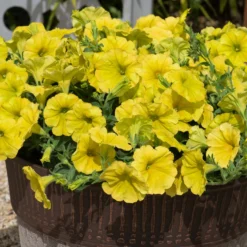 Roots Plants Petunia 'Hello Yellow' Jumbo Plug Plants 12 Roots Plants Petunia 'Hello Yellow' Jumbo Plug Plants