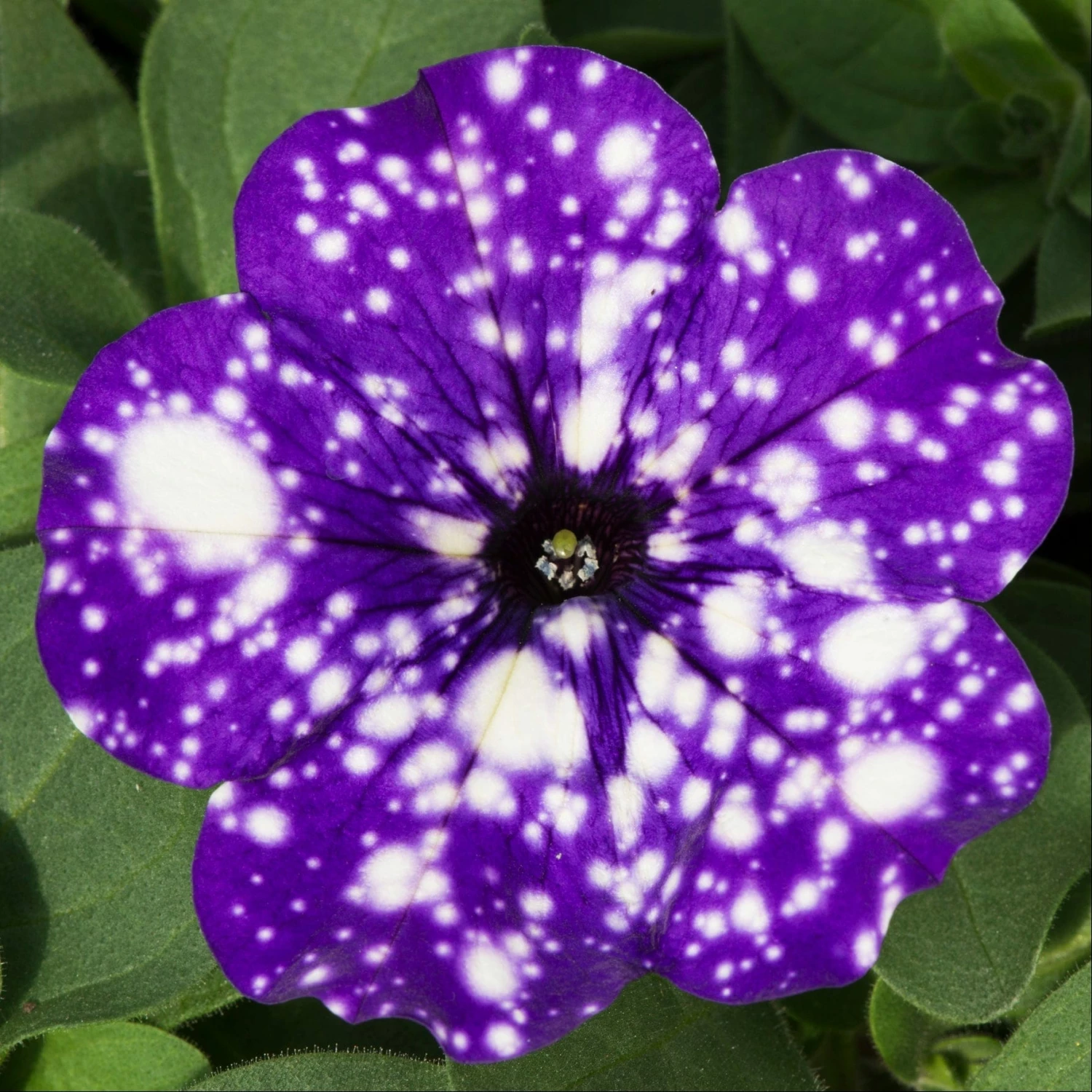 Roots Plants 12 Annuals For Pots | The Mr Blue Sky Collection | Petunia, Osteospermum & Lobelia 4 Roots Plants 12 Annuals For Pots | The Mr Blue Sky Collection | Petunia, Osteospermum & Lobelia