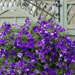 Roots Plants Petunias Petunia 'Night Sky' Jumbo Plug Plants