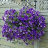 Roots Plants Petunias Petunia 'Night Sky' Jumbo Plug Plants 2 Roots Plants Petunias Petunia 'Night Sky' Jumbo Plug Plants