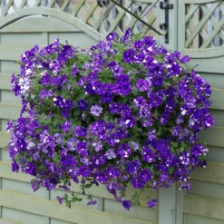Roots Plants 12 Trailing Annuals | The Best Petunias For Hanging Baskets All Annual Bedding