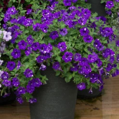 Roots Plants Petunias Petunia 'Night Sky' Jumbo Plug Plants