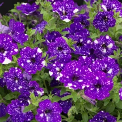 Roots Plants 12 Annuals For Pots | The Mr Blue Sky Collection | Petunia, Osteospermum & Lobelia 10 Roots Plants 12 Annuals For Pots | The Mr Blue Sky Collection | Petunia, Osteospermum & Lobelia