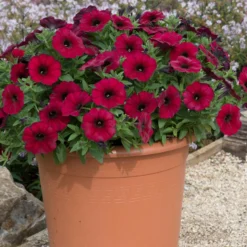 Roots Plants Petunias Petunia Petchoa 'Bordeaux' Jumbo Plug Plants
