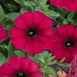 Roots Plants Petunias Petunia Petchoa 'Bordeaux' Jumbo Plug Plants