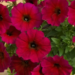 Roots Plants Petunias Petunia Petchoa 'Bordeaux' Jumbo Plug Plants