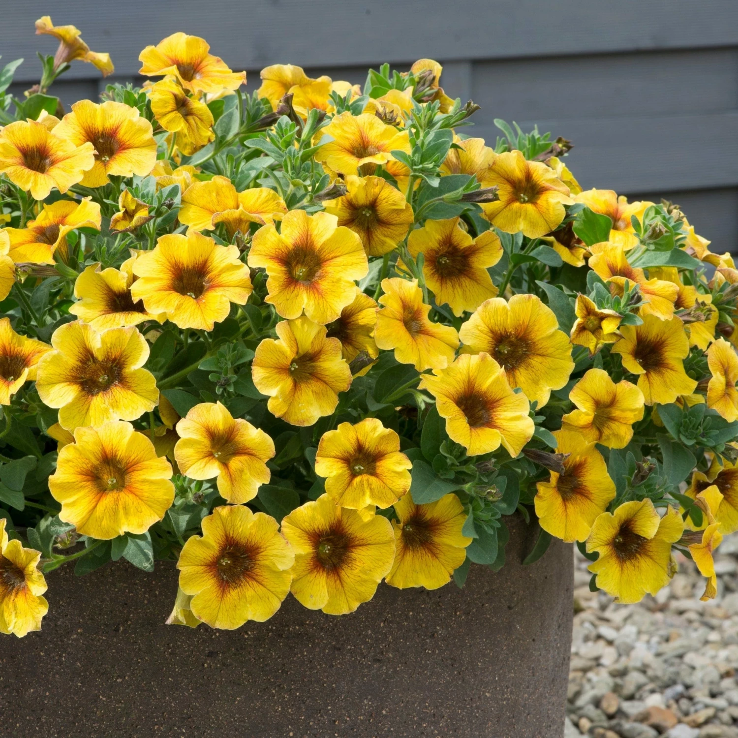 Roots Plants Petunias Petunia Petchoa 'Caramel Yellow' Jumbo Plug Plants 5 Roots Plants Petunias Petunia Petchoa 'Caramel Yellow' Jumbo Plug Plants