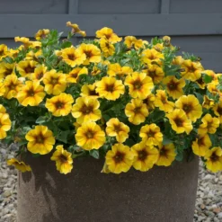 Roots Plants Petunias Petunia Petchoa 'Caramel Yellow' Jumbo Plug Plants