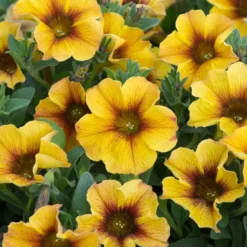 Roots Plants Petunias Petunia Petchoa 'Caramel Yellow' Jumbo Plug Plants