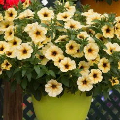 Roots Plants Petunia Petchoa 'French Vanilla' Jumbo Plug Plants Petunias