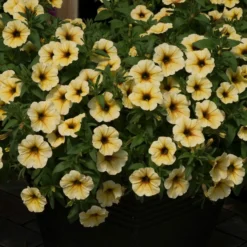 Roots Plants Petunia Petchoa 'French Vanilla' Jumbo Plug Plants Petunias