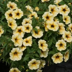 Roots Plants 12 Long Flowering Annuals For Pots | The Endless Summer Collection | Argyranthemum, Calibrachoa & Petunias All Annual Bedding