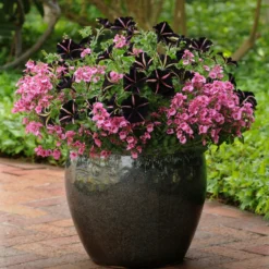 Roots Plants Petunias Petunia 'Pinstripe' Jumbo Plug Plants