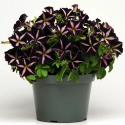 Roots Plants Petunias Petunia 'Pinstripe' Jumbo Plug Plants 10 Roots Plants Petunias Petunia 'Pinstripe' Jumbo Plug Plants