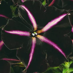 Roots Plants 12 Annuals For Hanging Baskets | The Dark Side Of The Moon Collection | Calibrachoa, Petunia & Dahlia Dahlias