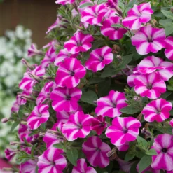 Roots Plants Petunia 'Raspberry Star' Jumbo Plug Plants