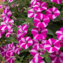 Roots Plants Petunia 'Raspberry Star' Jumbo Plug Plants