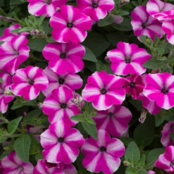Roots Plants Petunia 'Raspberry Star' Jumbo Plug Plants