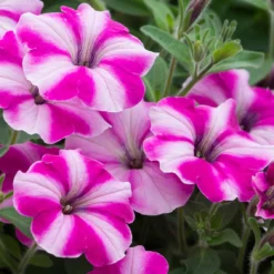 Roots Plants Busy Lizzies 12 Best Annuals For Hanging Baskets | Pink & Purple Shades | Jumbo Plug Plants