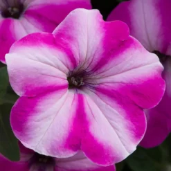 Roots Plants Petunia 'Raspberry Star' Jumbo Plug Plants