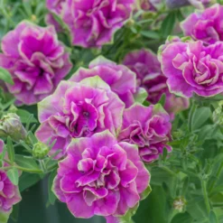 Roots Plants Petunia Tumbelina 'Darcey Rosa' Jumbo Plug Plants Petunias 13 Roots Plants Petunia Tumbelina 'Darcey Rosa' Jumbo Plug Plants Petunias