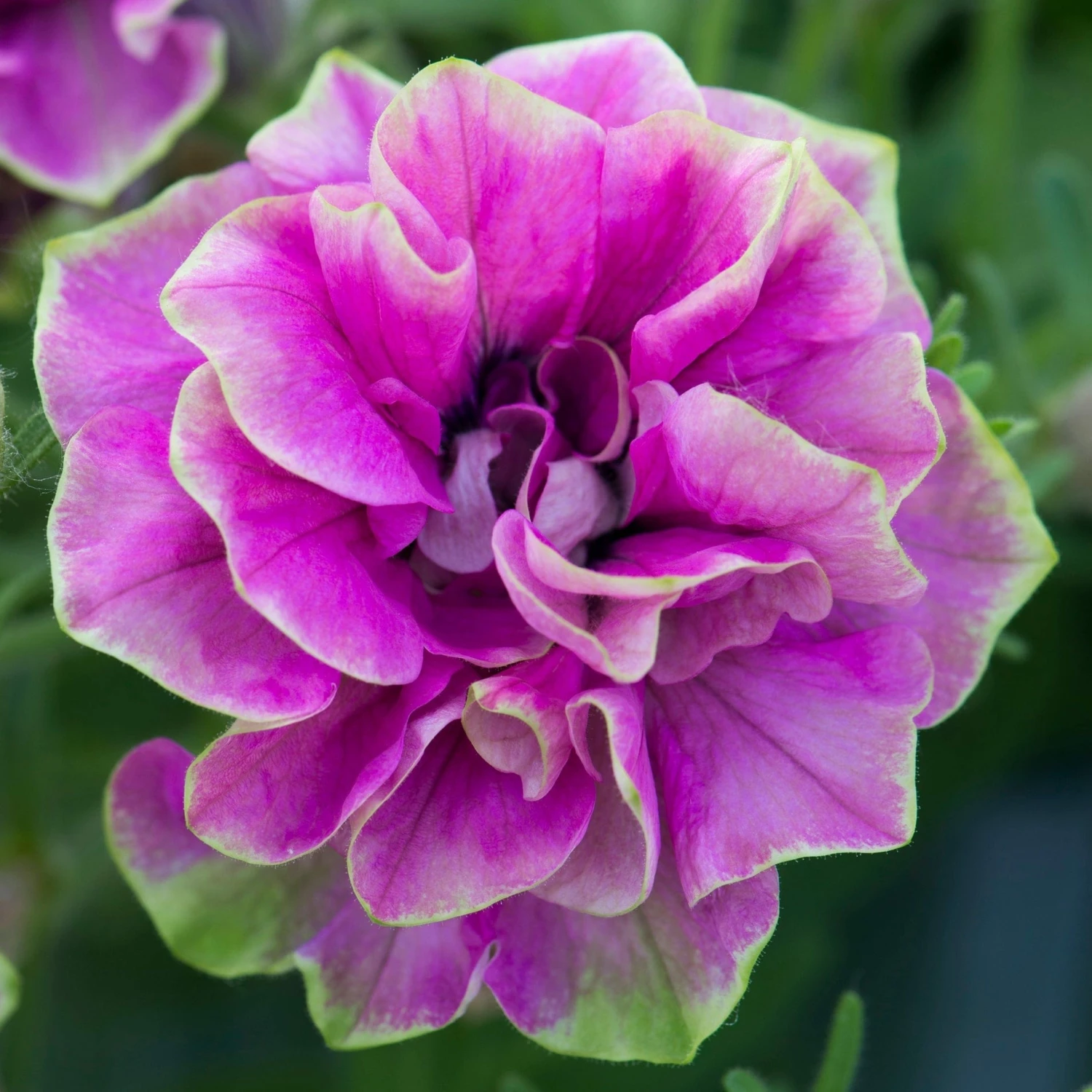 Roots Plants Petunia Tumbelina 'Darcey Rosa' Jumbo Plug Plants Petunias 6 Roots Plants Petunia Tumbelina 'Darcey Rosa' Jumbo Plug Plants Petunias