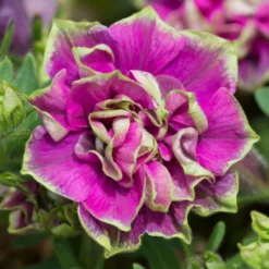 Roots Plants 12 Trailing Annuals | The Best Petunias For Hanging Baskets All Annual Bedding