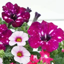 Roots Plants Petunias Cherry Kiss Improved' Jumbo Trixi Plug Plants 9 Roots Plants Petunias Cherry Kiss Improved' Jumbo Trixi Plug Plants