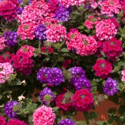 Roots Plants Wild Berries' Jumbo Trixi Plug Plants Petunias