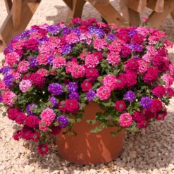 Roots Plants Wild Berries' Jumbo Trixi Plug Plants Petunias