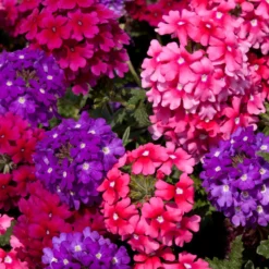 Roots Plants Wild Berries' Jumbo Trixi Plug Plants Petunias