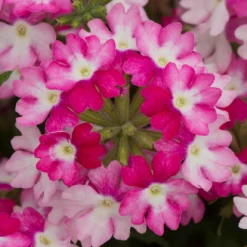 Roots Plants Verbena 'Sparkle Dark Pink' Jumbo Plug Plants Verbenas