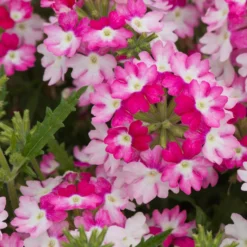 Roots Plants Verbena 'Sparkle Dark Pink' Jumbo Plug Plants Verbenas