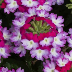 Roots Plants Verbena 'Sparkle Purple Blues' Jumbo Plug Plants 8 Roots Plants Verbena 'Sparkle Purple Blues' Jumbo Plug Plants