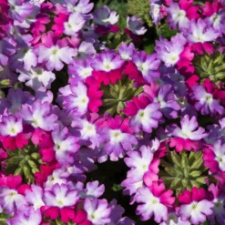 Roots Plants Verbena 'Sparkle Purple Blues' Jumbo Plug Plants
