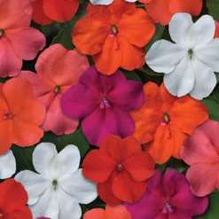 Roots Plants Busy Lizzie Instant Designer Hanging Basket | Impatiens 'Beacon'