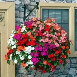 Roots Plants Busy Lizzie Instant Designer Hanging Basket | Impatiens 'Beacon'