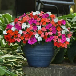 Roots Plants Busy Lizzie Instant Designer Hanging Basket | Impatiens 'Beacon'