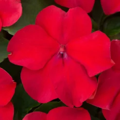 Roots Plants Busy Lizzie Instant Designer Hanging Basket | Impatiens 'Beacon'
