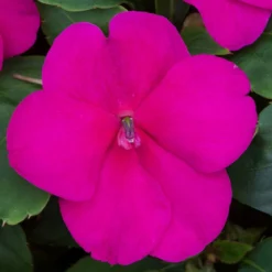 Roots Plants Busy Lizzie Instant Designer Hanging Basket | Impatiens 'Beacon'