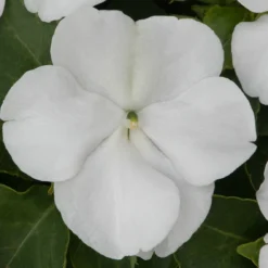 Roots Plants Busy Lizzie Instant Designer Hanging Basket | Impatiens 'Beacon'